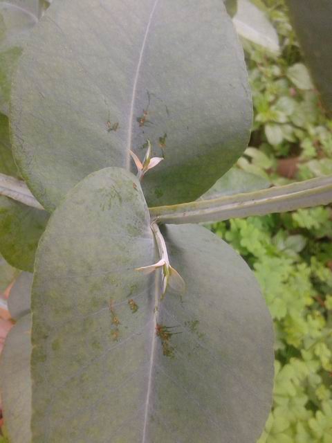 Eucalyptus globulus (Miyrtaceae)